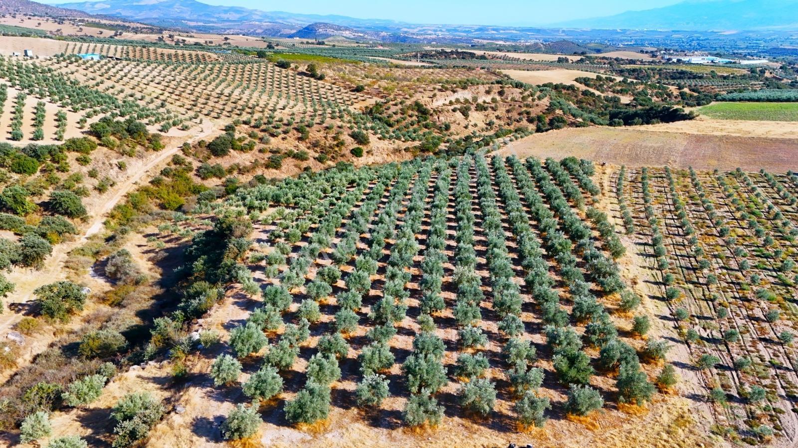 Salihli Gökçeköy'de Satılık 20284 M2 Zeytinlik — fotoğraf 2