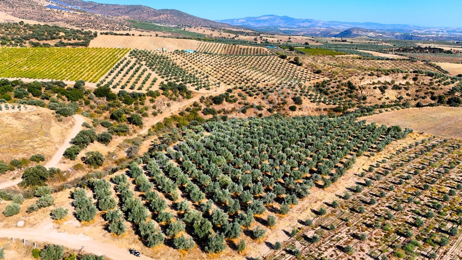 Salihli Gökçeköy'de Satılık 20284 M2 Zeytinlik — fotoğraf 3