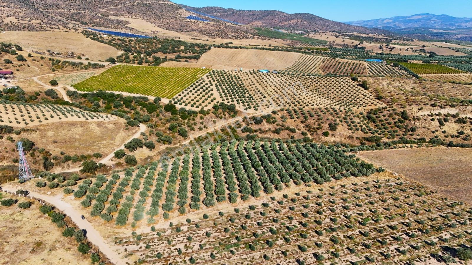 Salihli Gökçeköy'de Satılık 20284 M2 Zeytinlik — fotoğraf 4