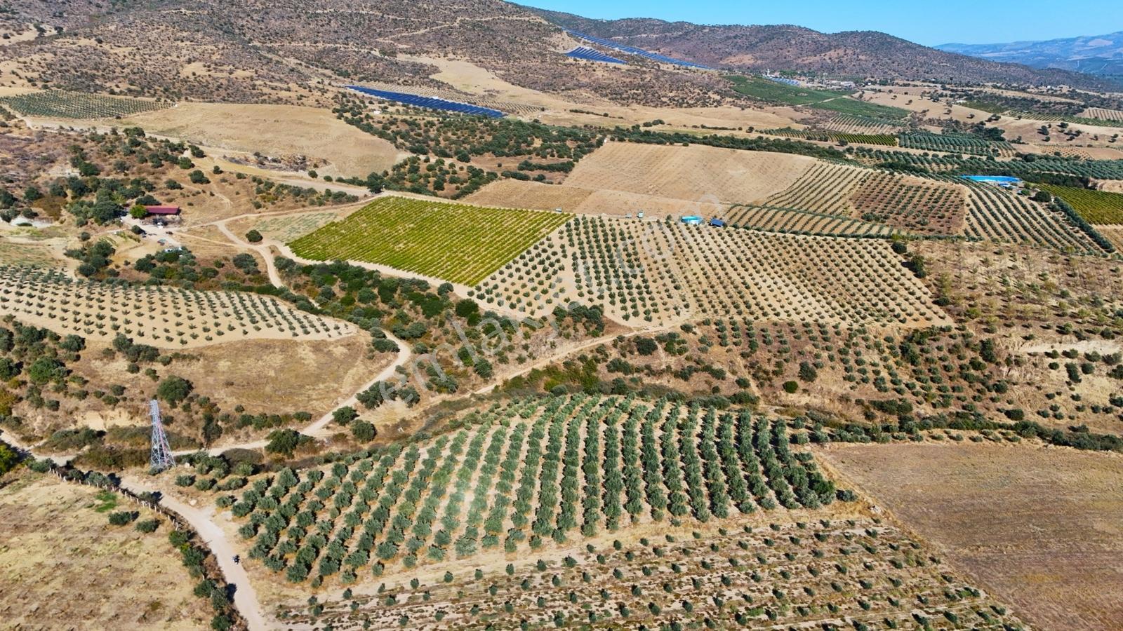 Salihli Gökçeköy'de Satılık 20284 M2 Zeytinlik — fotoğraf 5