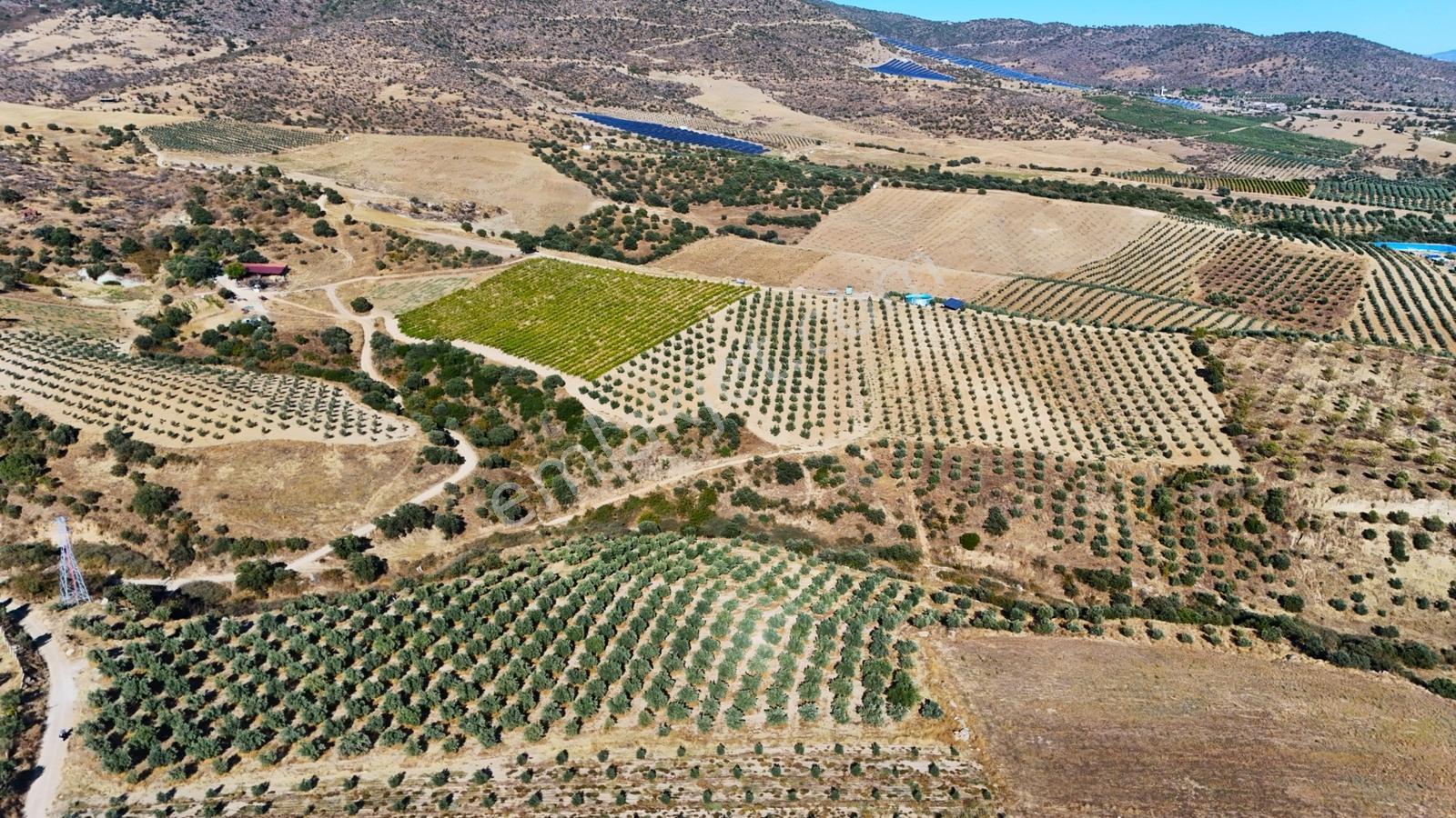 Salihli Gökçeköy'de Satılık 20284 M2 Zeytinlik — fotoğraf 6