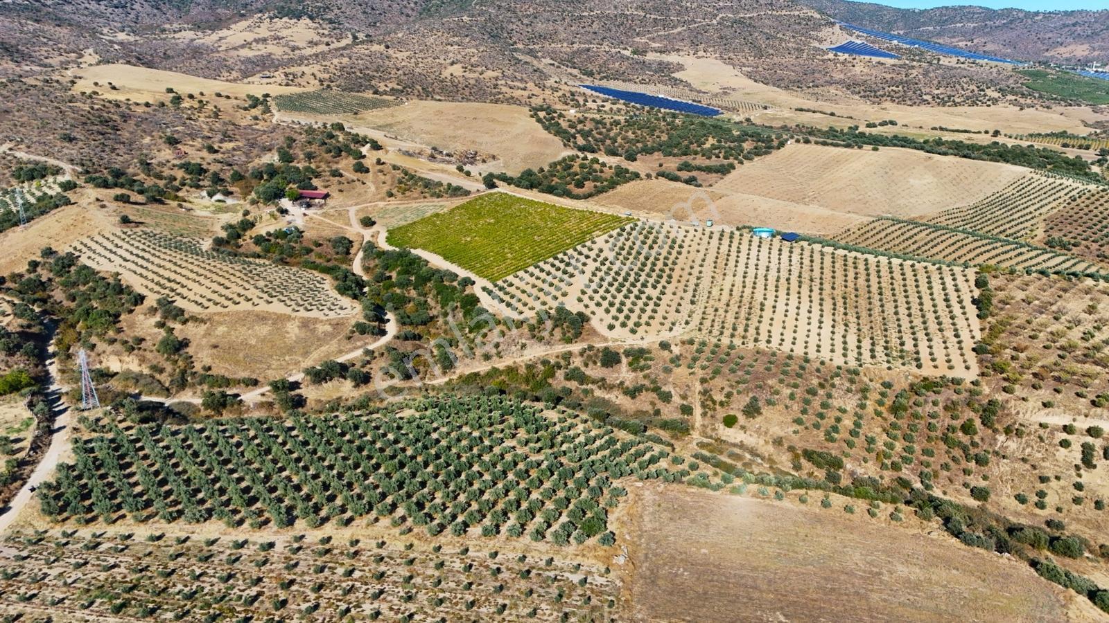 Salihli Gökçeköy'de Satılık 20284 M2 Zeytinlik — fotoğraf 7