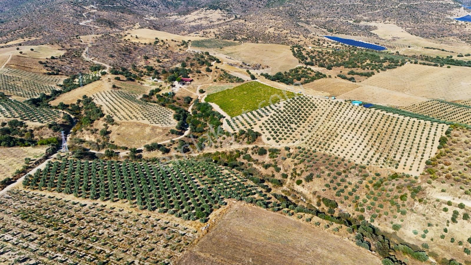 Salihli Gökçeköy'de Satılık 20284 M2 Zeytinlik — fotoğraf 8