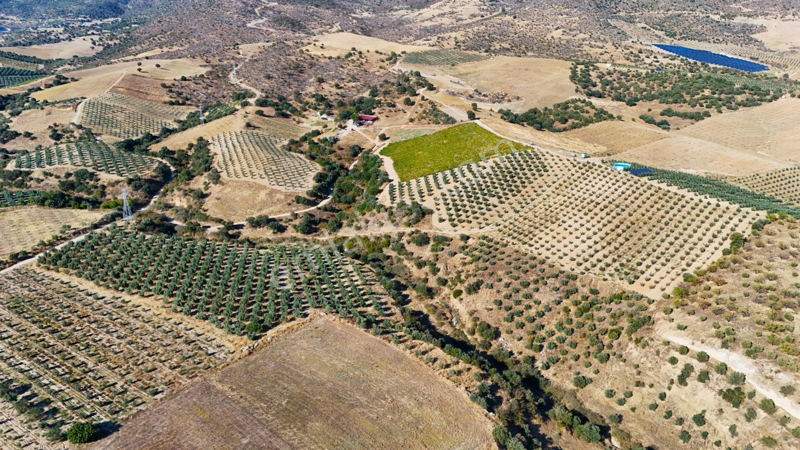 Salihli Gökçeköy'de Satılık 20284 M2 Zeytinlik — fotoğraf 9
