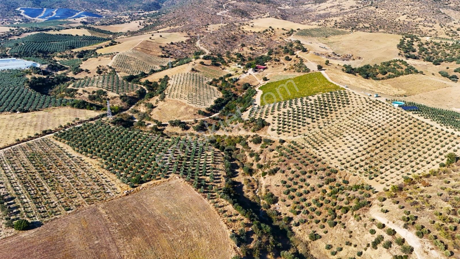 Salihli Gökçeköy'de Satılık 20284 M2 Zeytinlik — fotoğraf 10