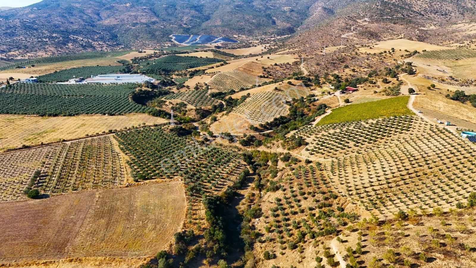 Salihli Gökçeköy'de Satılık 20284 M2 Zeytinlik — fotoğraf 11