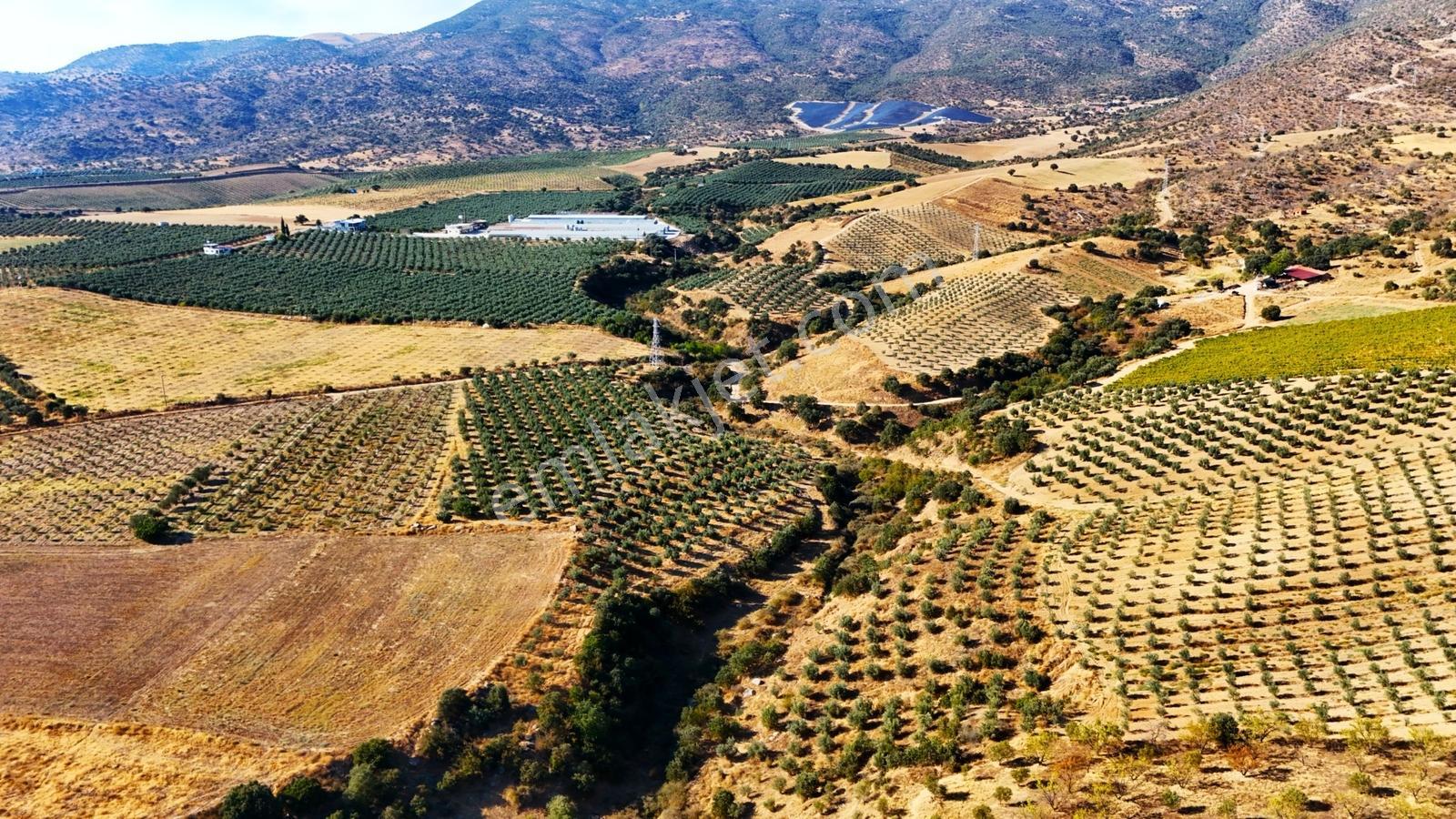 Salihli Gökçeköy'de Satılık 20284 M2 Zeytinlik — fotoğraf 12