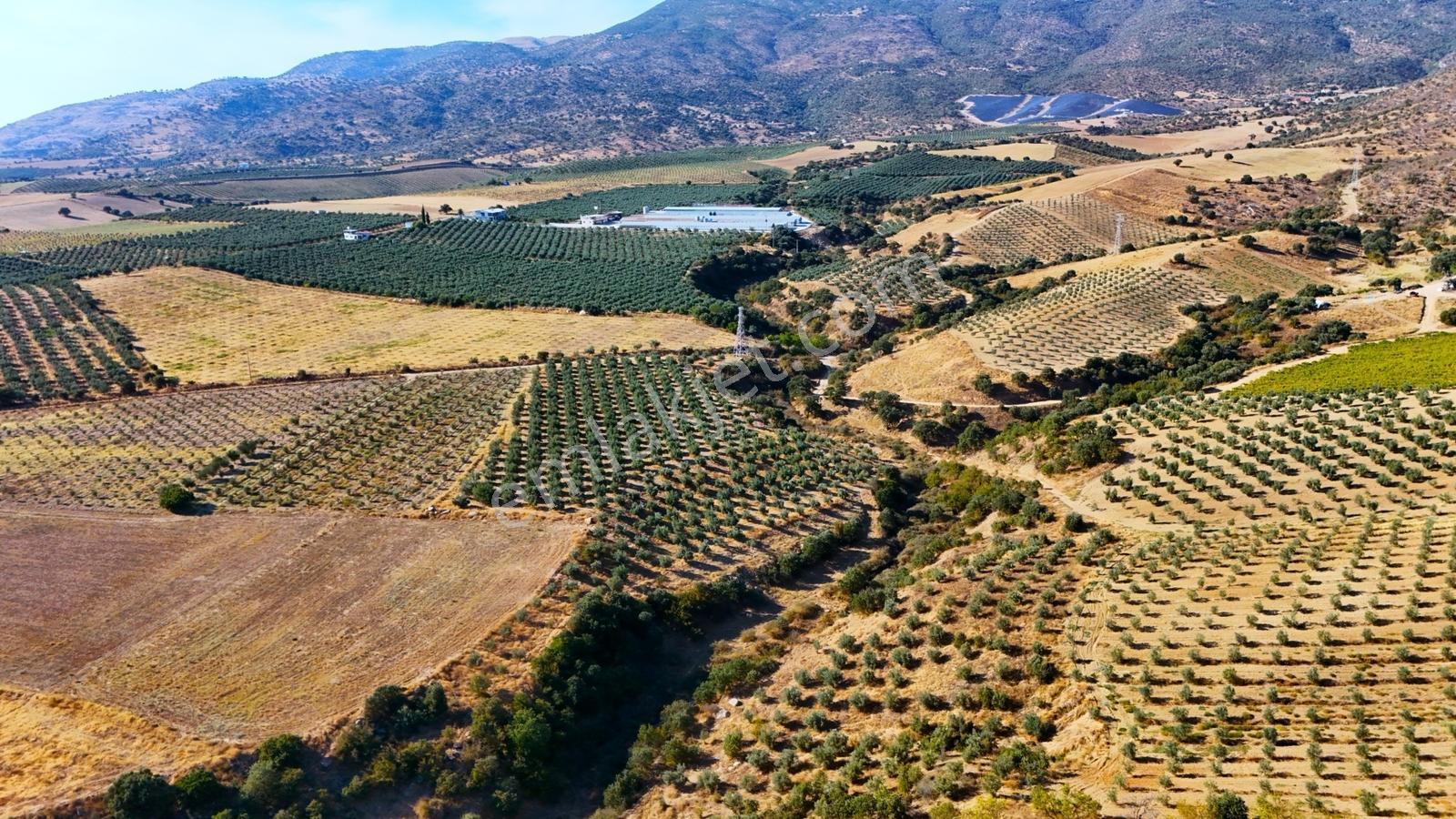 Salihli Gökçeköy'de Satılık 20284 M2 Zeytinlik — fotoğraf 13