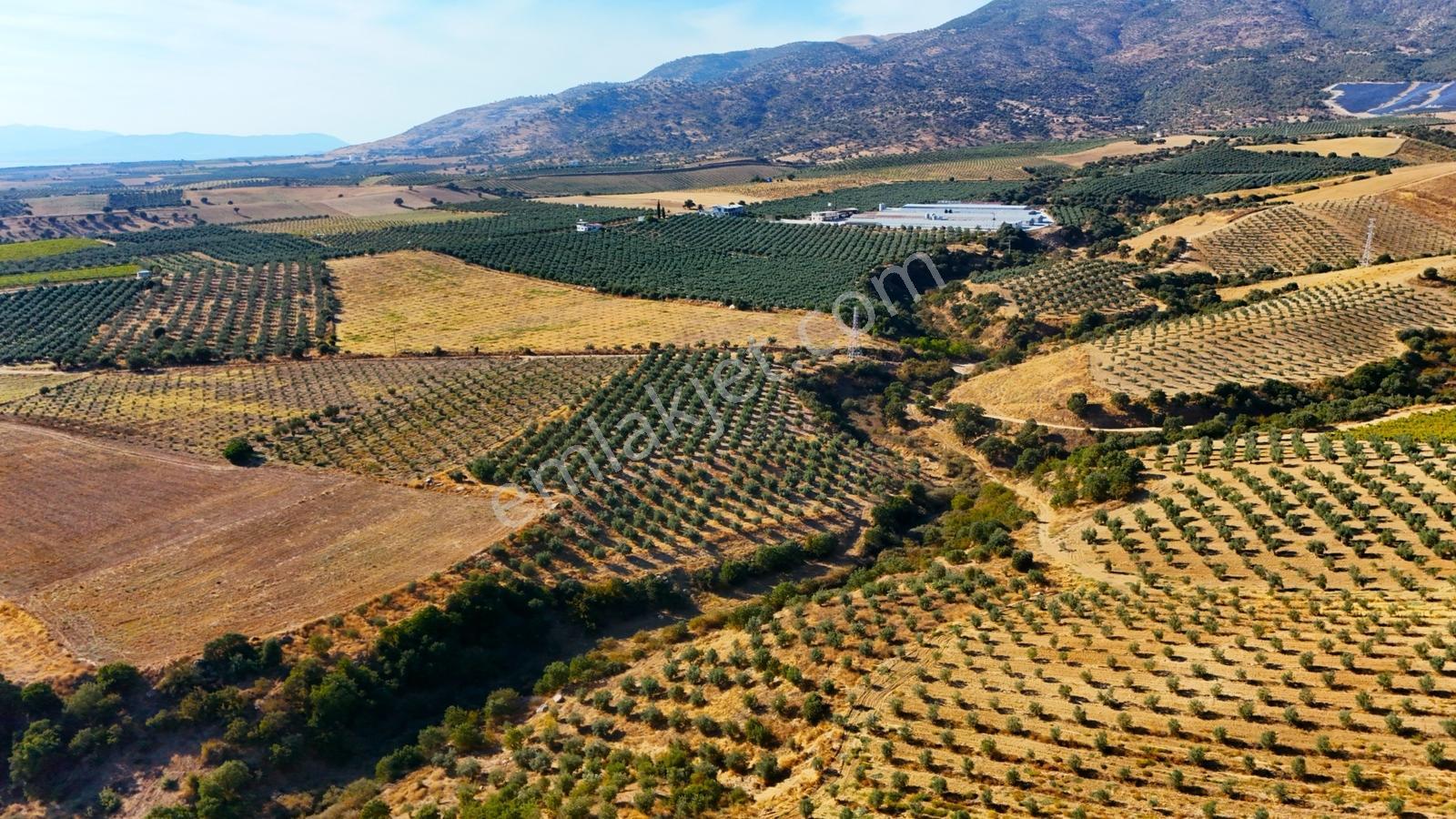 Salihli Gökçeköy'de Satılık 20284 M2 Zeytinlik — fotoğraf 14