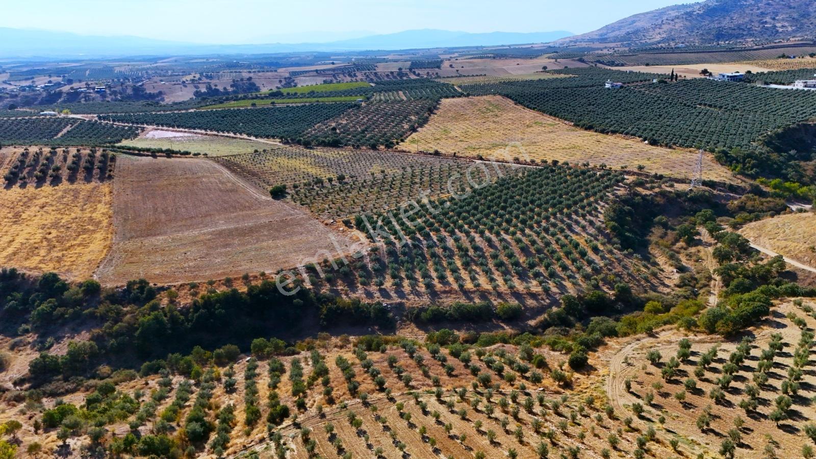 Salihli Gökçeköy'de Satılık 20284 M2 Zeytinlik — fotoğraf 15