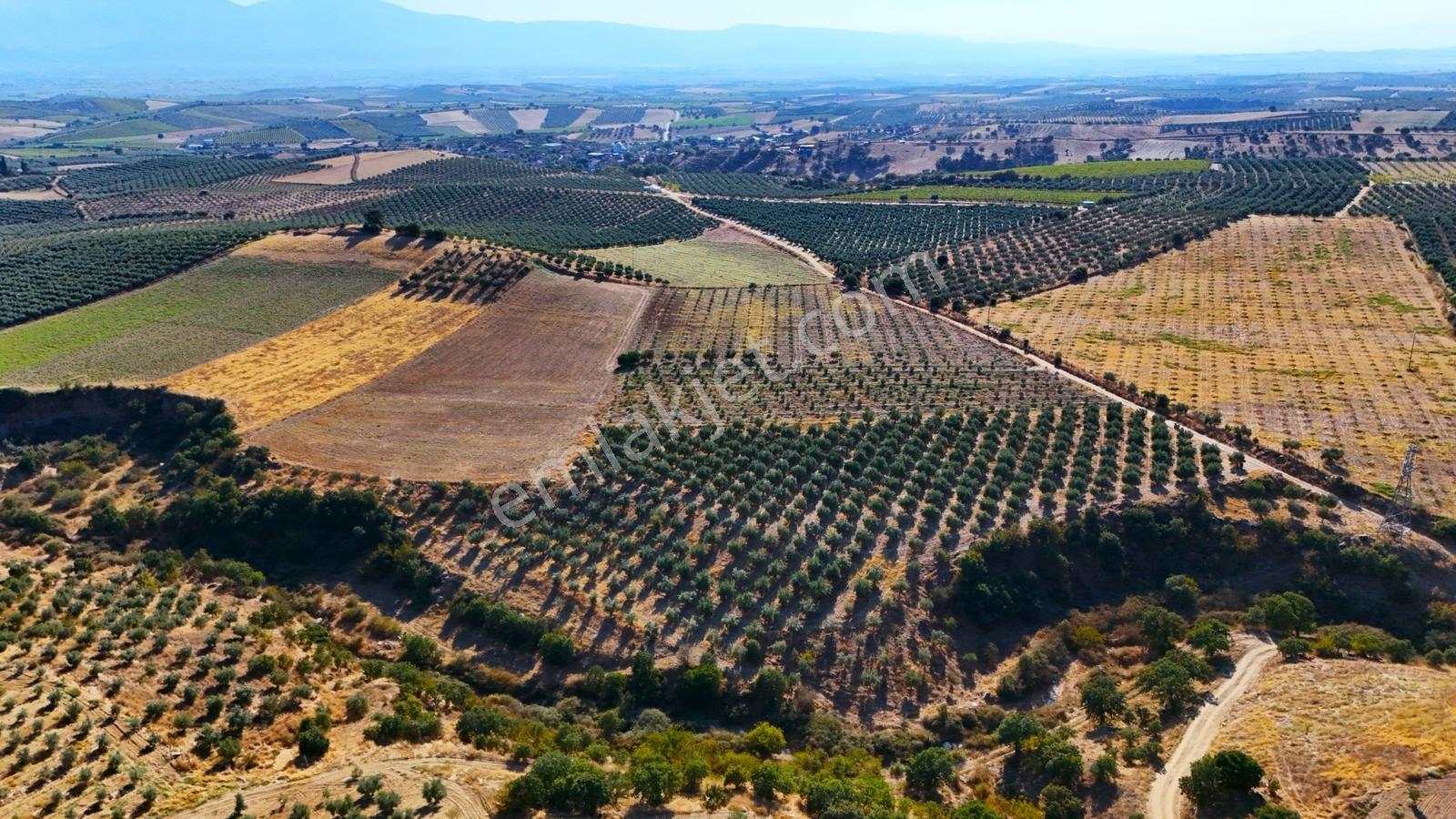 Salihli Gökçeköy'de Satılık 20284 M2 Zeytinlik — fotoğraf 16