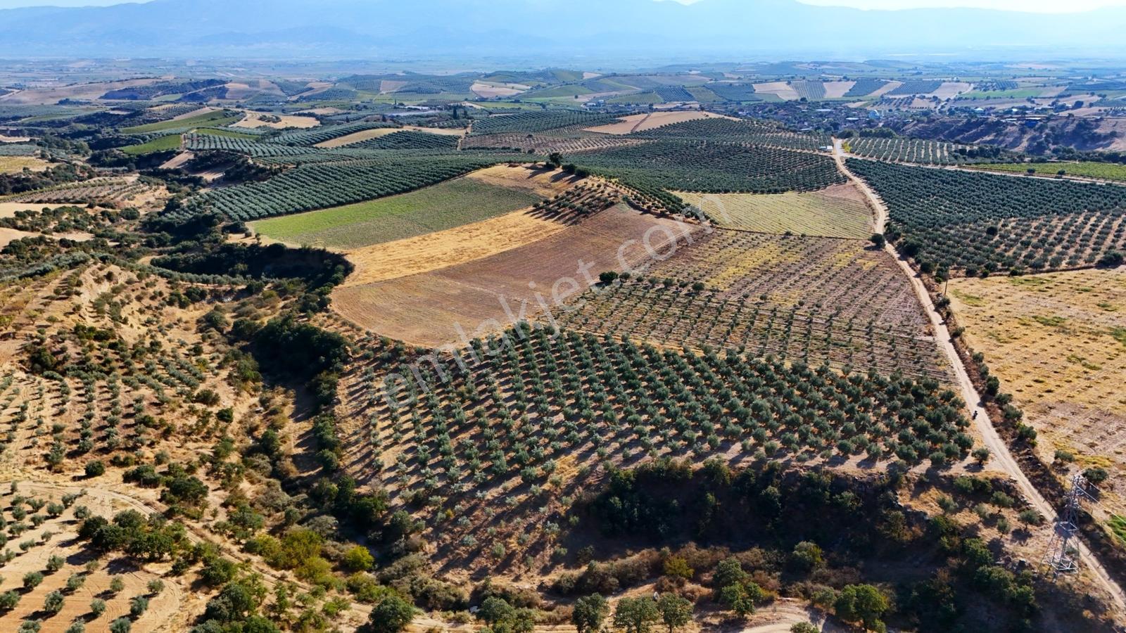 Salihli Gökçeköy'de Satılık 20284 M2 Zeytinlik — fotoğraf 17