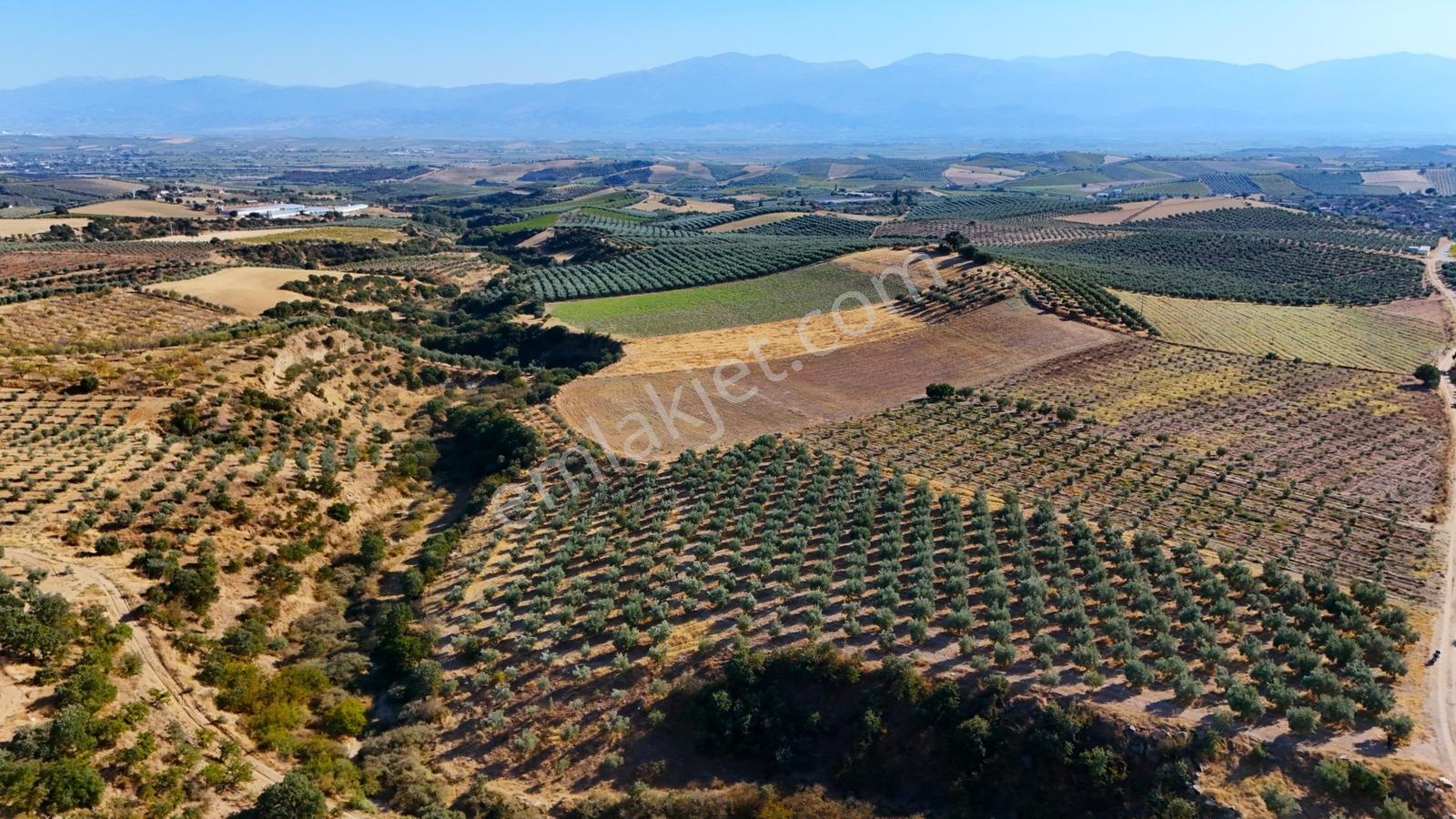 Salihli Gökçeköy'de Satılık 20284 M2 Zeytinlik — fotoğraf 18