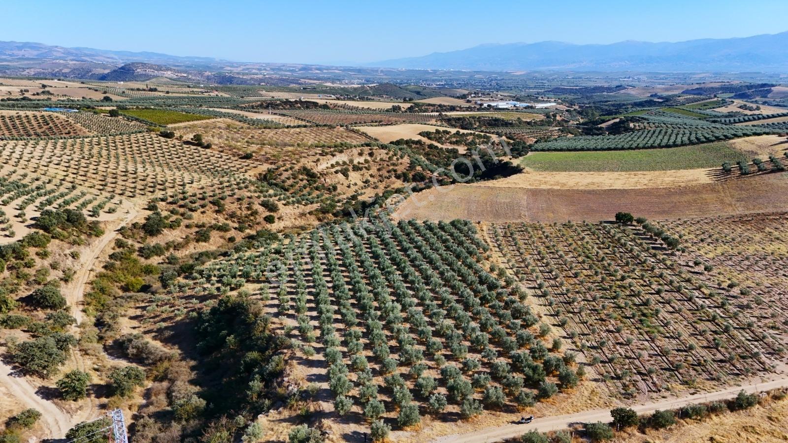 Salihli Gökçeköy'de Satılık 20284 M2 Zeytinlik — fotoğraf 19