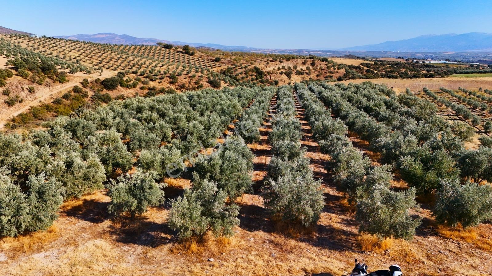 Salihli Gökçeköy'de Satılık 20284 M2 Zeytinlik — fotoğraf 21