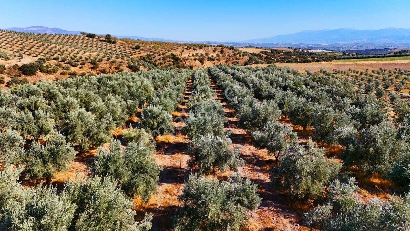Salihli Gökçeköy'de Satılık 20284 M2 Zeytinlik — fotoğraf 22