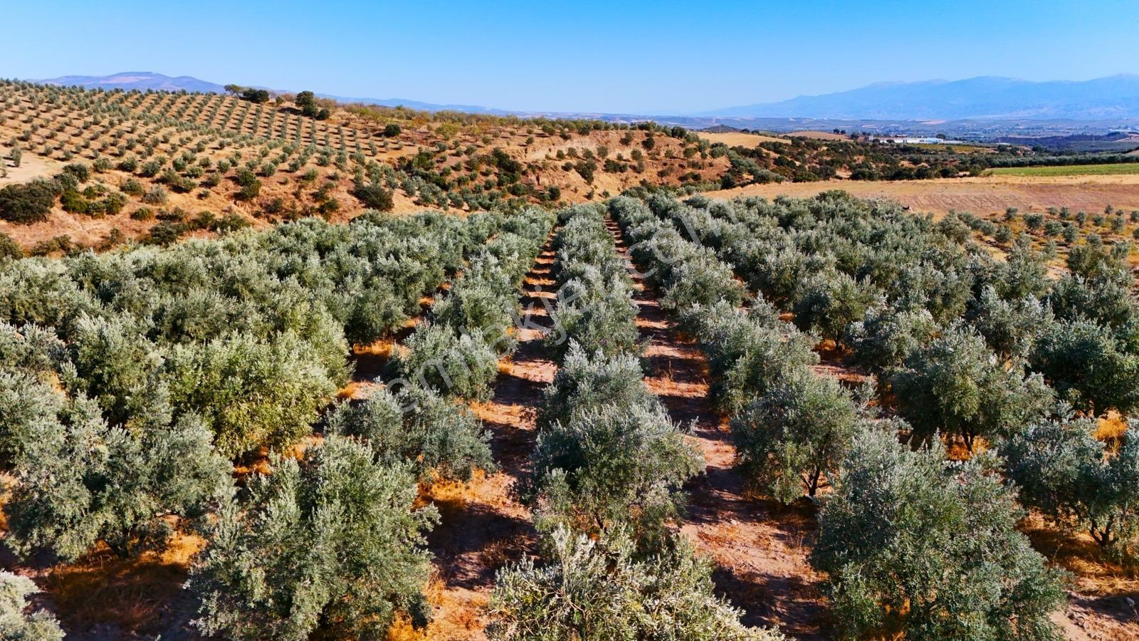 Salihli Gökçeköy'de Satılık 20284 M2 Zeytinlik — fotoğraf 23
