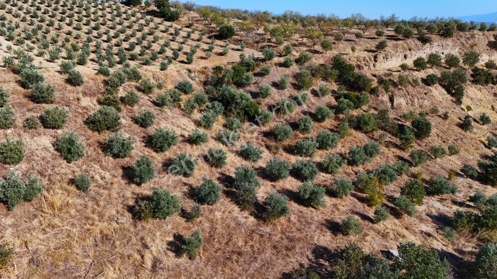 Salihli Gökçeköy'de Satılık 20284 M2 Zeytinlik — fotoğraf 24