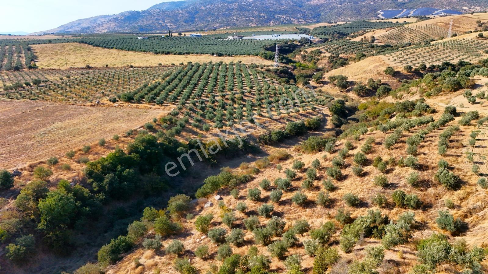 Salihli Gökçeköy'de Satılık 20284 M2 Zeytinlik — fotoğraf 25