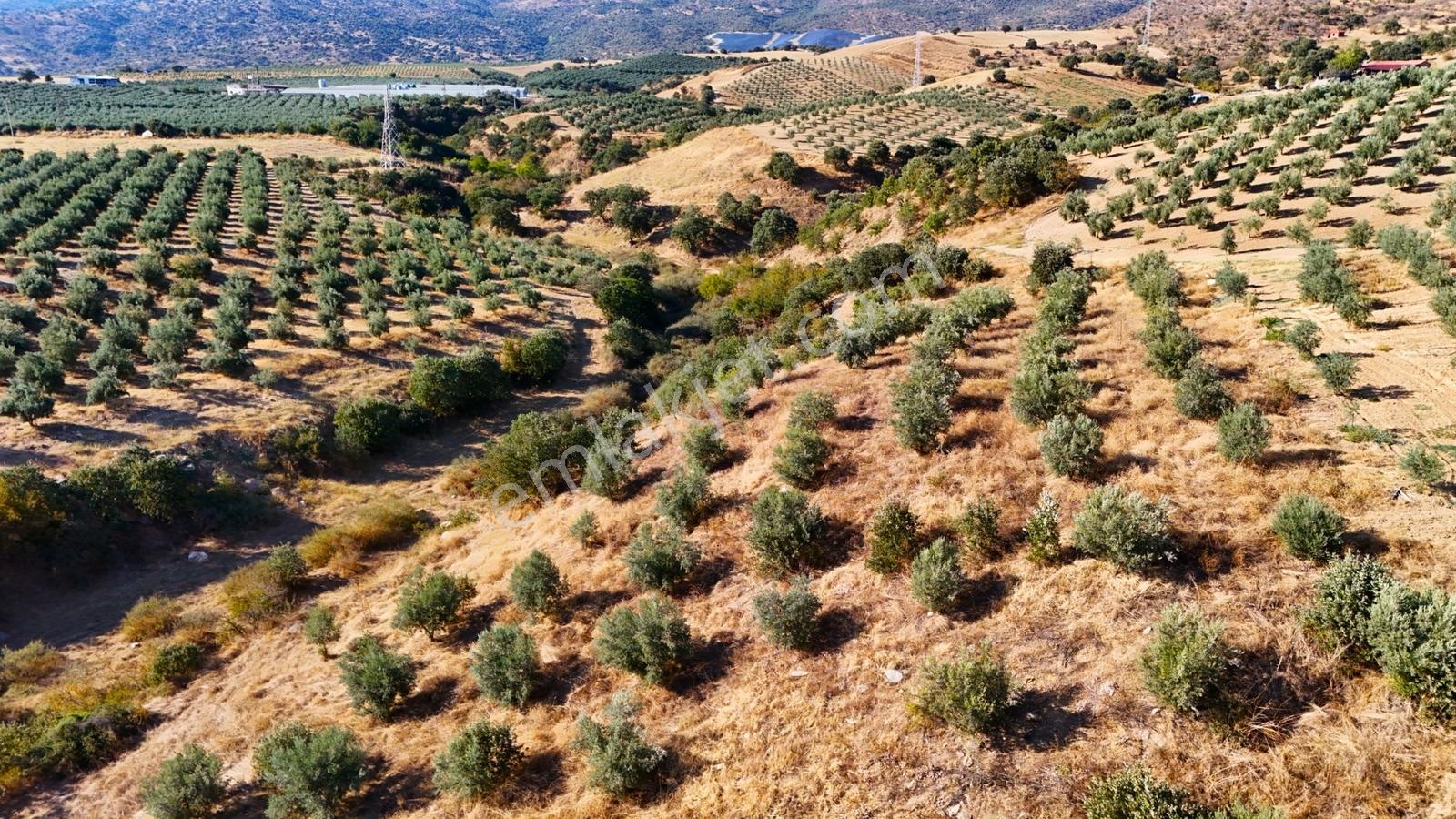 Salihli Gökçeköy'de Satılık 20284 M2 Zeytinlik — fotoğraf 26