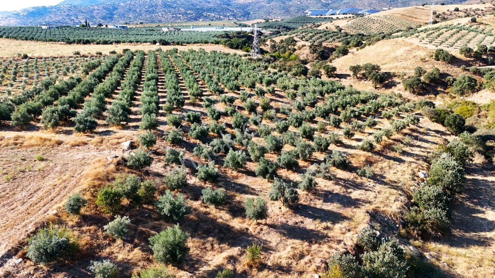 Salihli Gökçeköy'de Satılık 20284 M2 Zeytinlik — fotoğraf 27