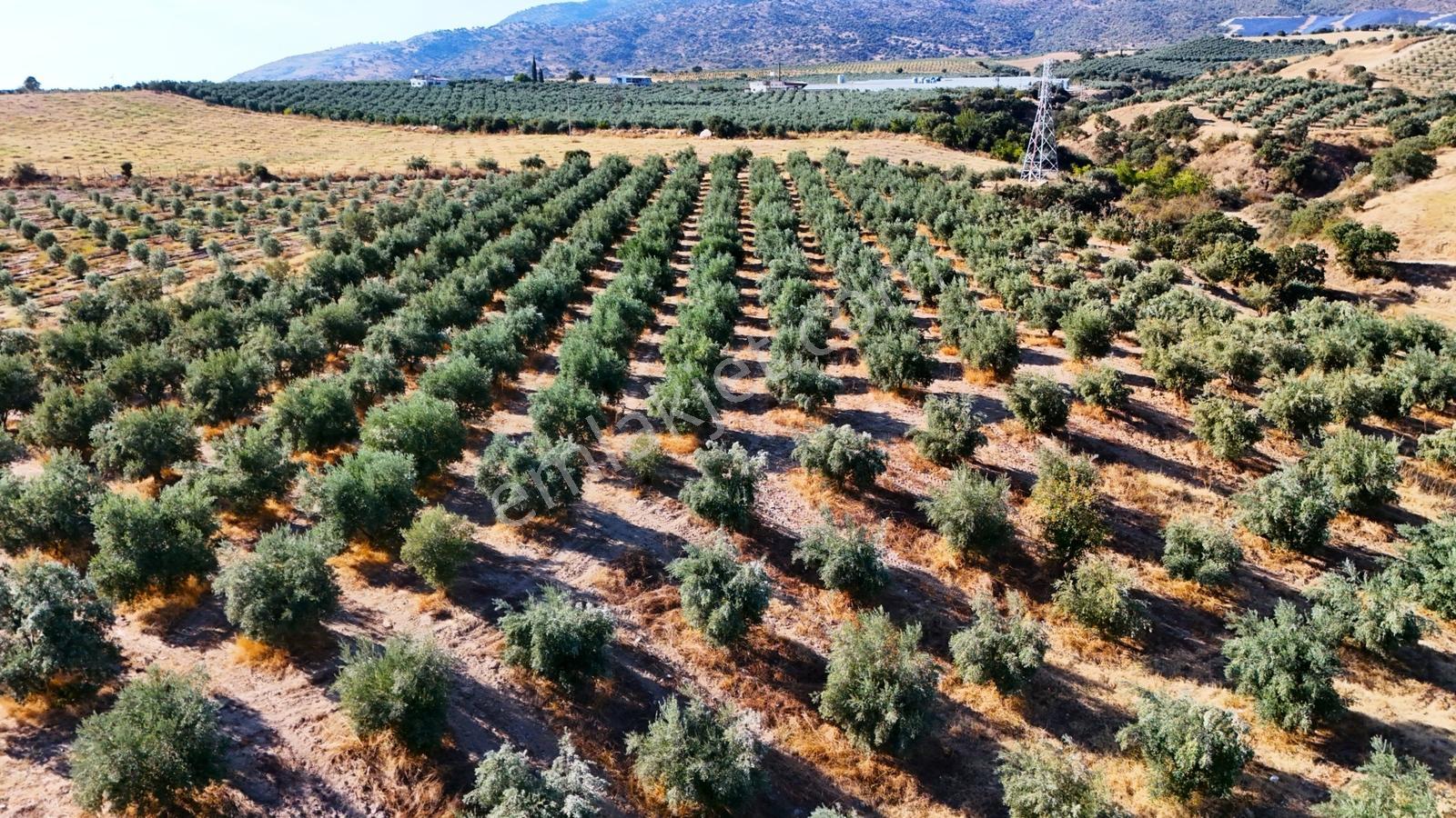 Salihli Gökçeköy'de Satılık 20284 M2 Zeytinlik — fotoğraf 28