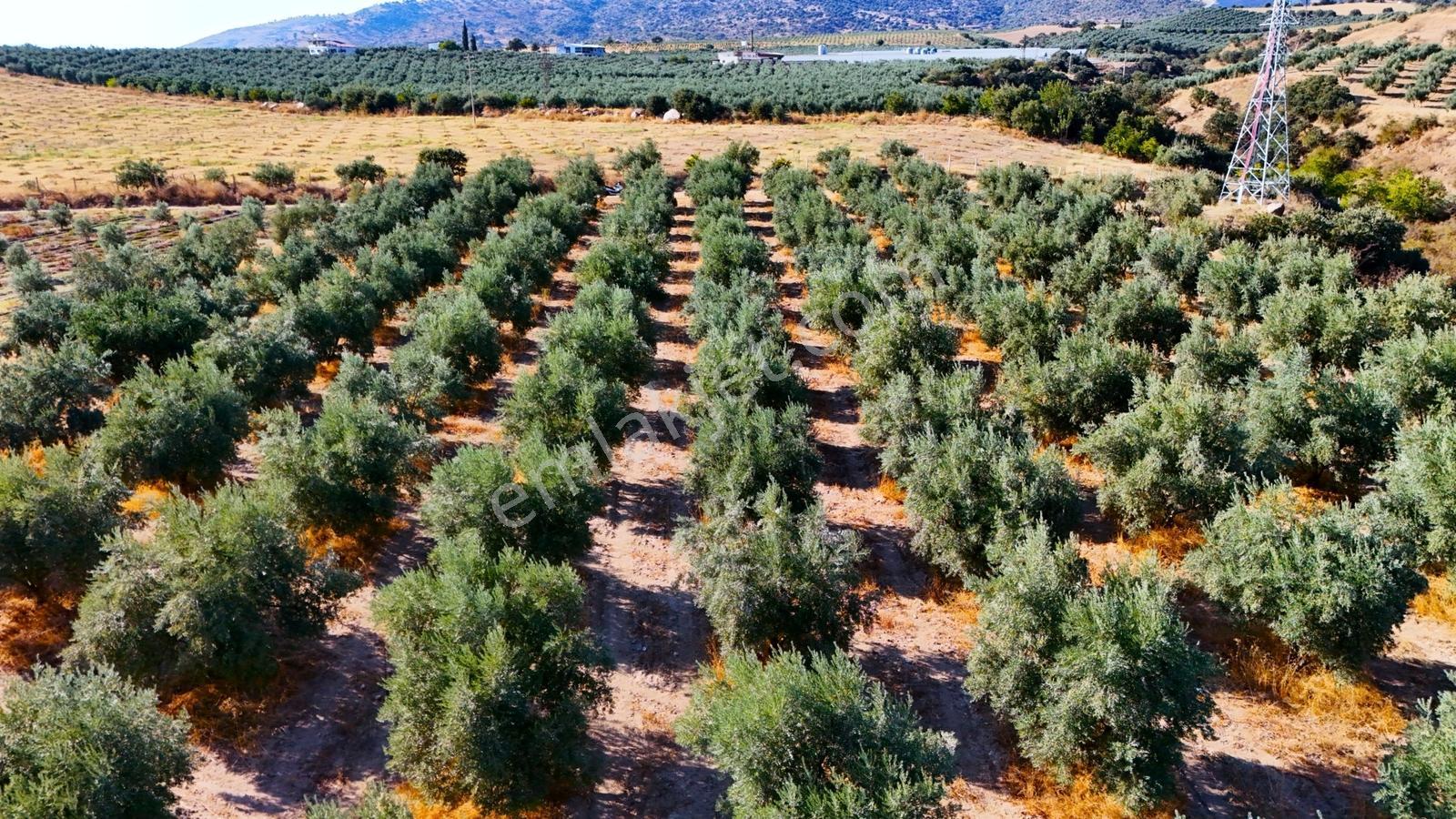 Salihli Gökçeköy'de Satılık 20284 M2 Zeytinlik — fotoğraf 29