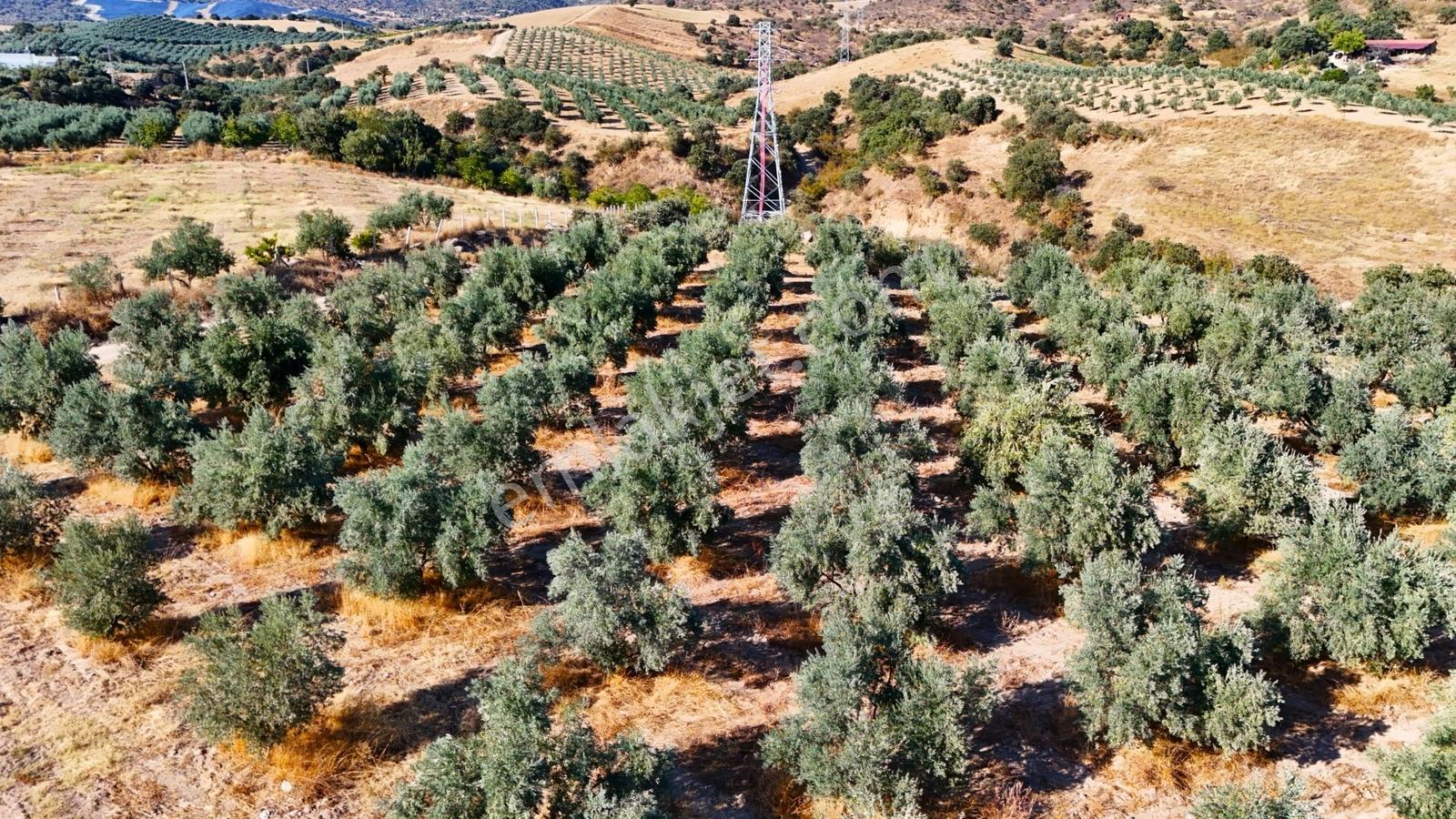Salihli Gökçeköy'de Satılık 20284 M2 Zeytinlik — fotoğraf 30