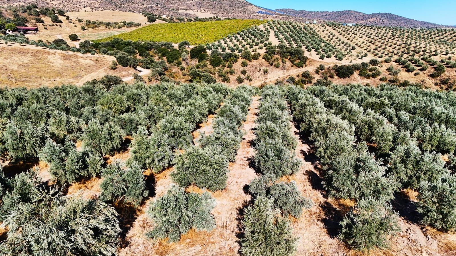 Salihli Gökçeköy'de Satılık 20284 M2 Zeytinlik — fotoğraf 31