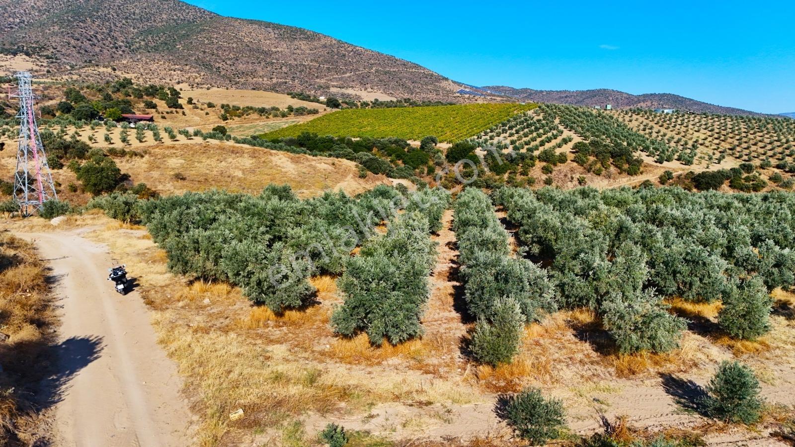 Salihli Gökçeköy'de Satılık 20284 M2 Zeytinlik — fotoğraf 32