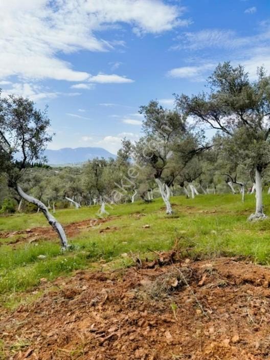 Acil Satılık Torbalı Dirmil Tek Tapu 3266 M2 — fotoğraf 2