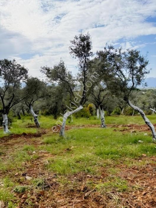 Acil Satılık Torbalı Dirmil Tek Tapu 3266 M2 — fotoğraf 3