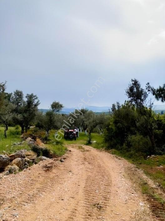 Acil Satılık Torbalı Dirmil Tek Tapu 3266 M2 — fotoğraf 7