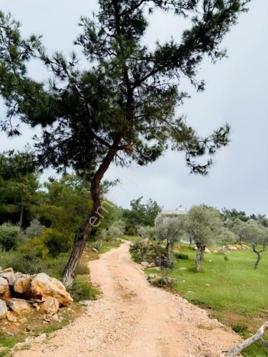 Acil Satılık Torbalı Dirmil Tek Tapu 3266 M2 — fotoğraf 8