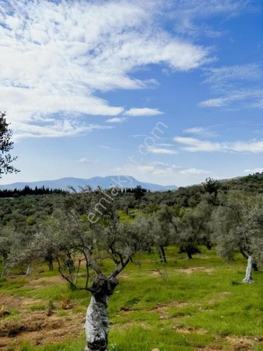 Acil Satılık Torbalı Dirmil Tek Tapu 3266 M2 — fotoğraf 11