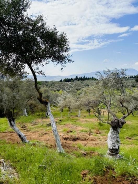 Acil Satılık Torbalı Dirmil Tek Tapu 3266 M2 — fotoğraf 12