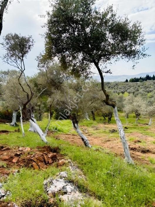 Acil Satılık Torbalı Dirmil Tek Tapu 3266 M2 — fotoğraf 13