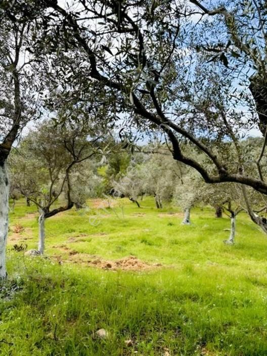 Acil Satılık Torbalı Dirmil Tek Tapu 3266 M2 — fotoğraf 14