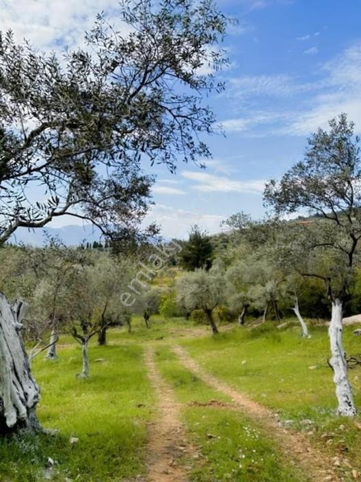 Acil Satılık Torbalı Dirmil Tek Tapu 3266 M2 — fotoğraf 15