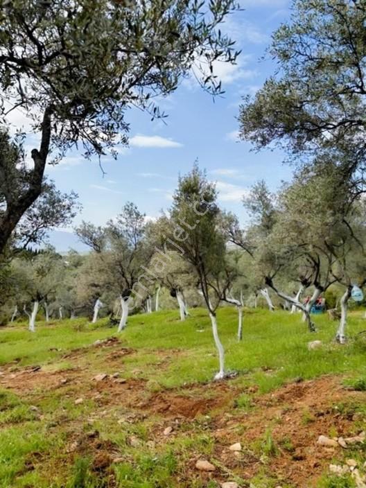 Acil Satılık Torbalı Dirmil Tek Tapu 3266 M2 — fotoğraf 18