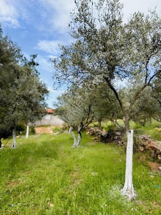 Acil Satılık Torbalı Dirmil Tek Tapu 3266 M2 — fotoğraf 19