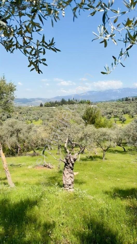 Acil Satılık Torbalı Dirmil Tek Tapu 3266 M2 — fotoğraf 21