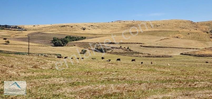 Beynam Mah 14.500 M2 Tek Tapu Çiftlik Arazisi — fotoğraf 3