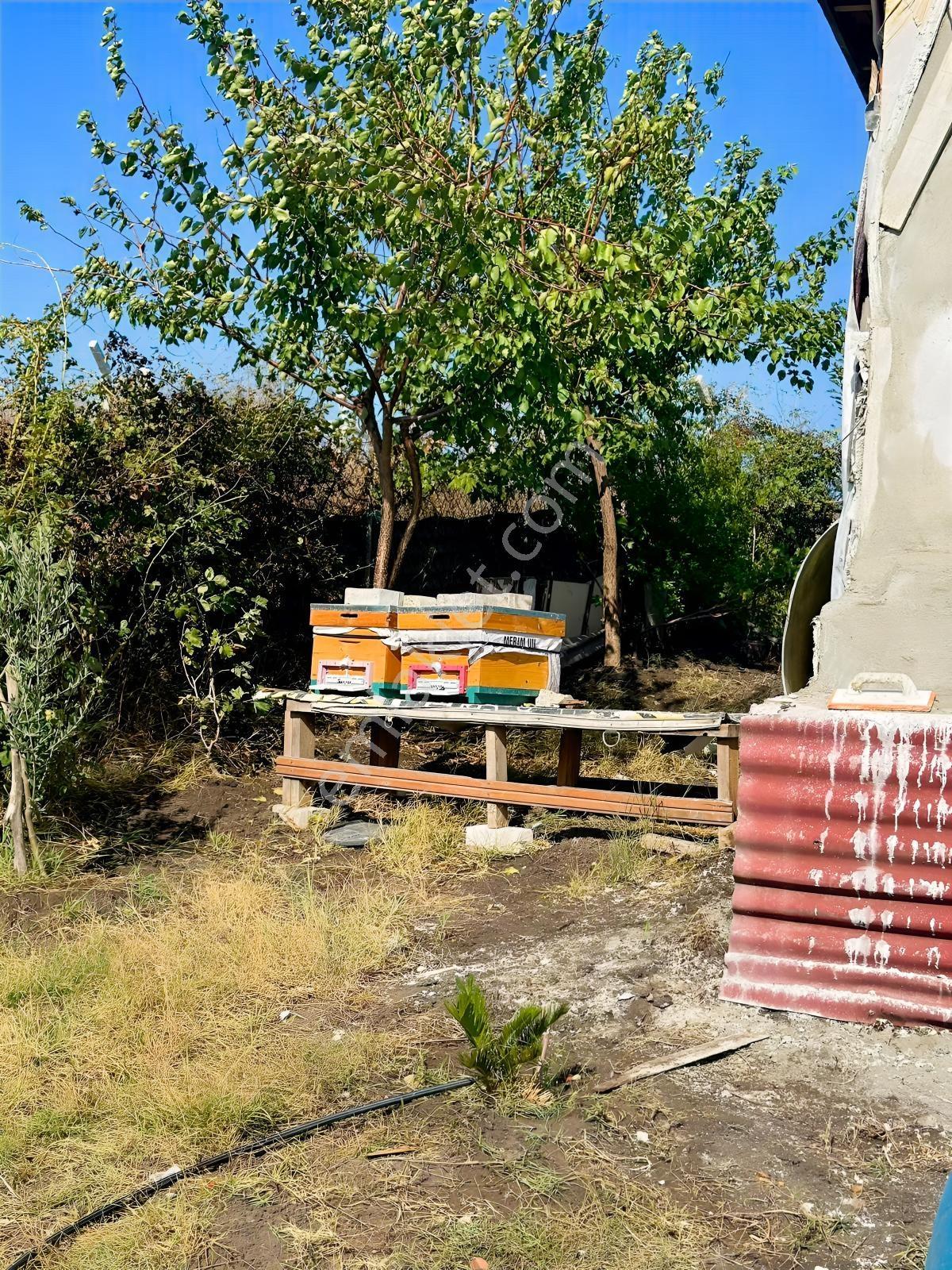 Silivri De Herşeyi İle Hazır Bag Ve Herçeşit Meyve Agacı — fotoğraf 9
