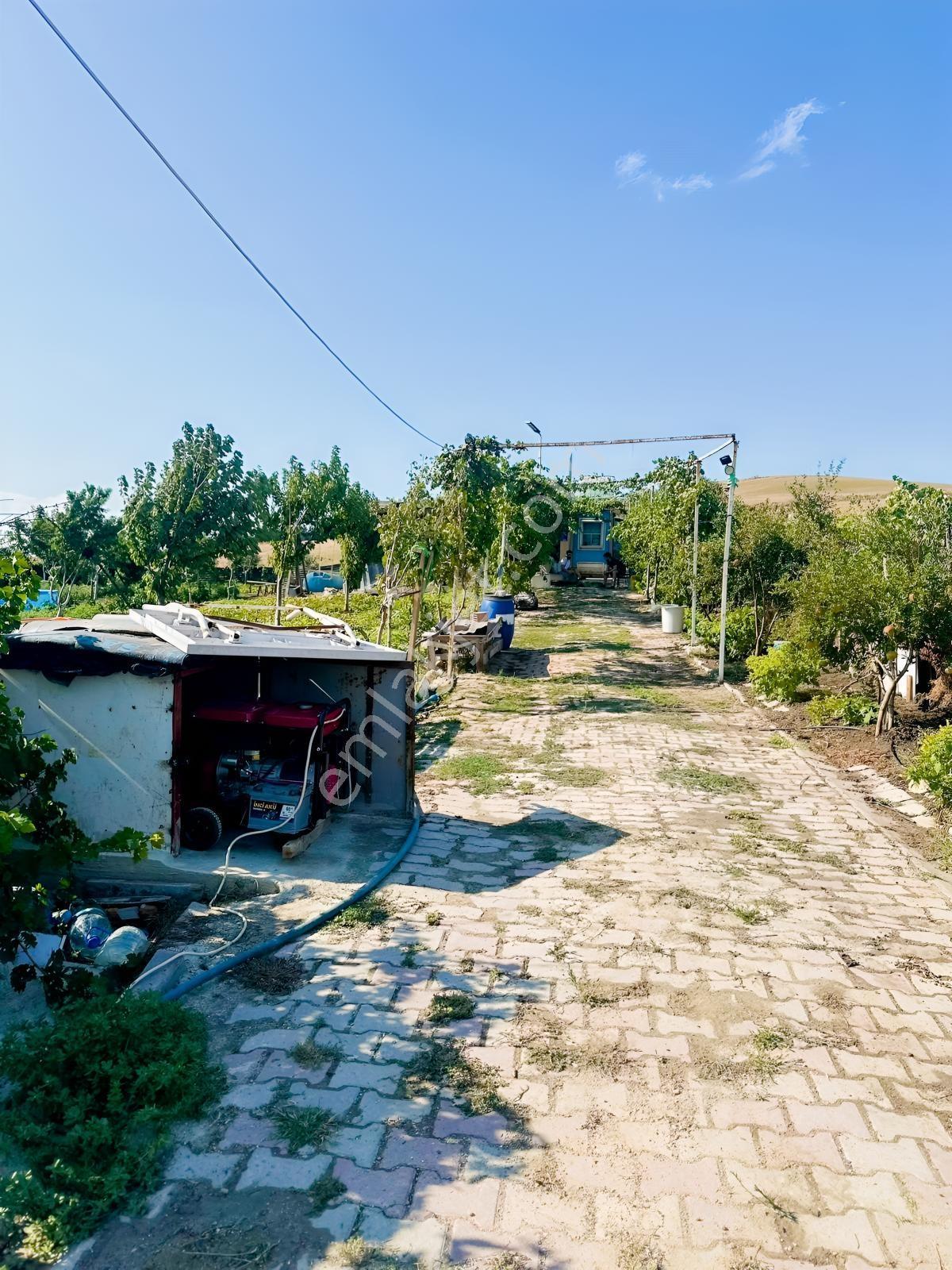 Silivri De Herşeyi İle Hazır Bag Ve Herçeşit Meyve Agacı — fotoğraf 14