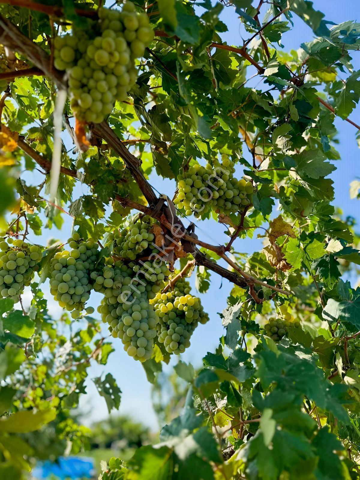 Silivri De Herşeyi İle Hazır Bag Ve Herçeşit Meyve Agacı — fotoğraf 17