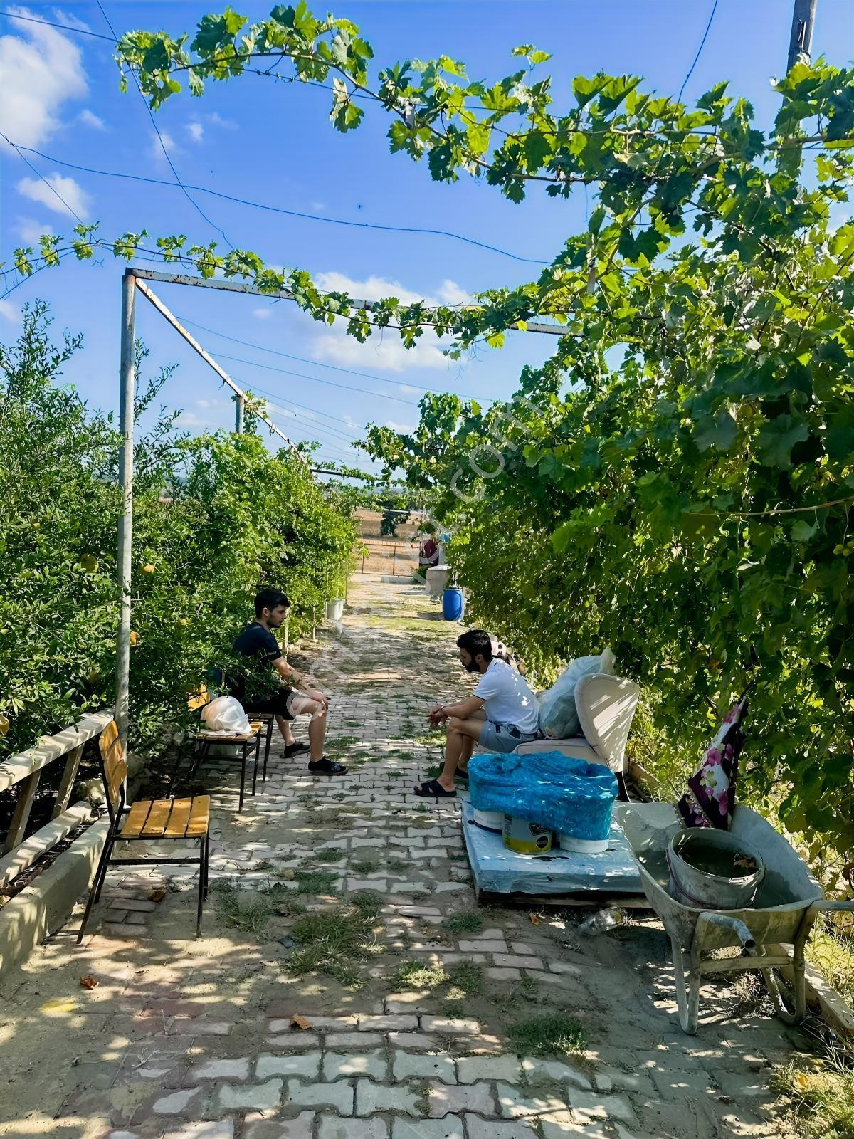 Silivri De Herşeyi İle Hazır Bag Ve Herçeşit Meyve Agacı — fotoğraf 20