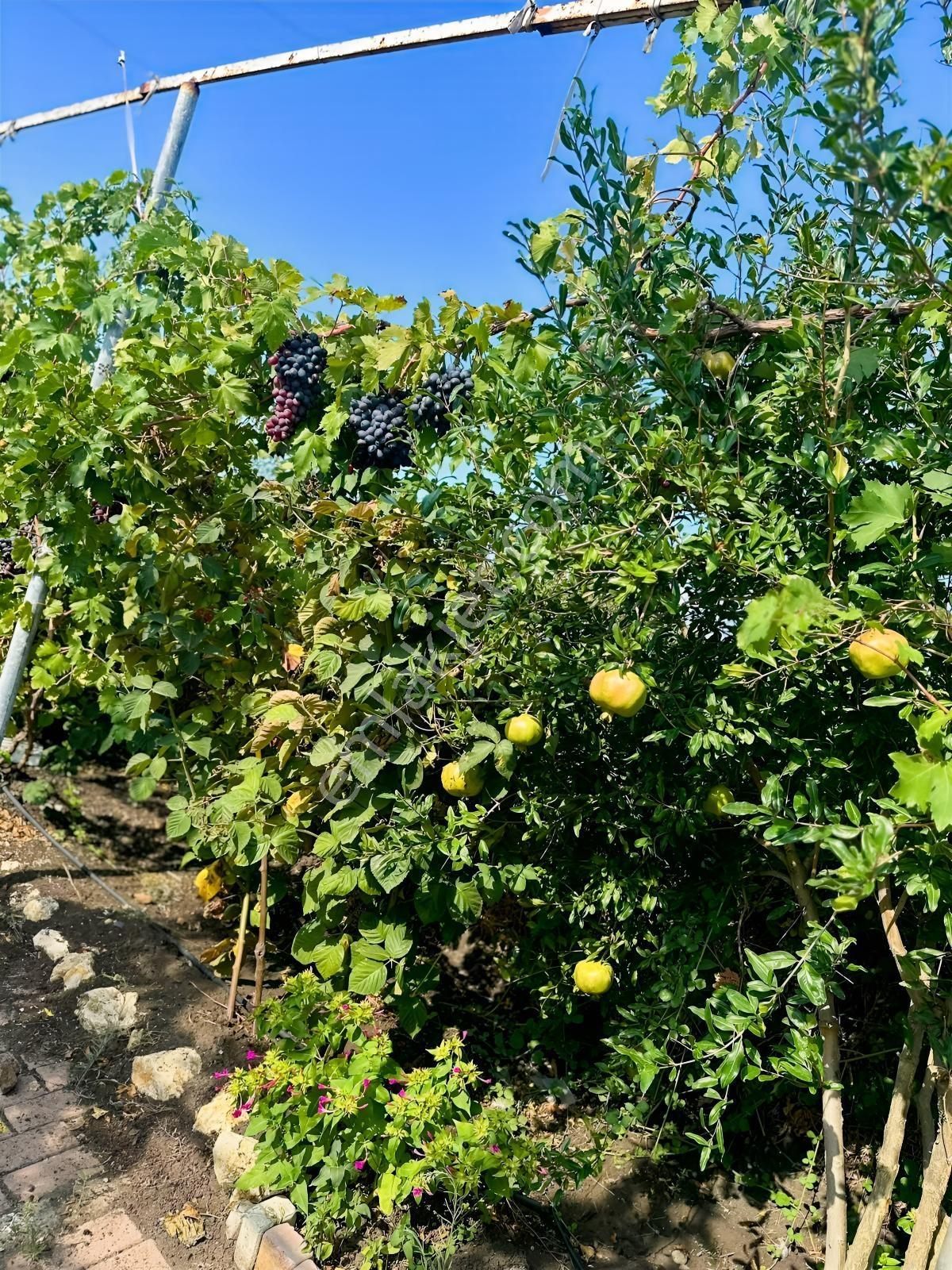 Silivri De Herşeyi İle Hazır Bag Ve Herçeşit Meyve Agacı — fotoğraf 21