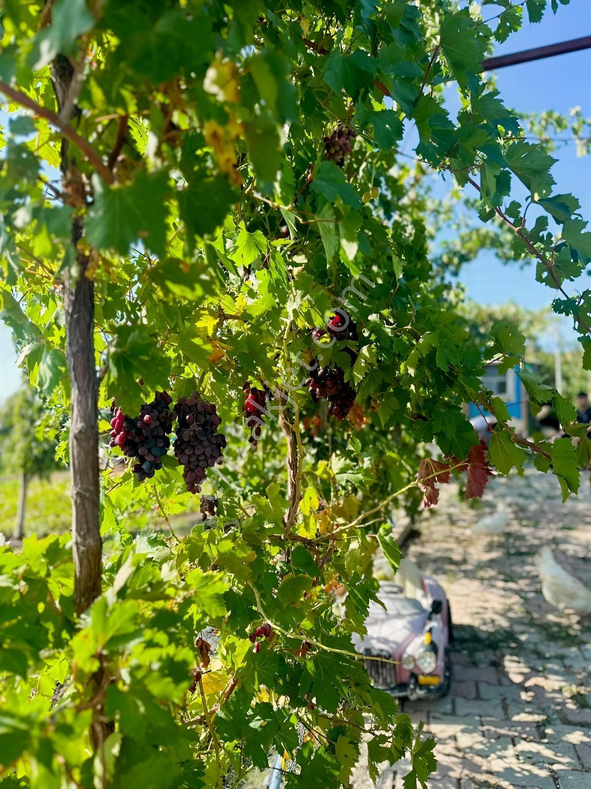 Silivri De Herşeyi İle Hazır Bag Ve Herçeşit Meyve Agacı — fotoğraf 22