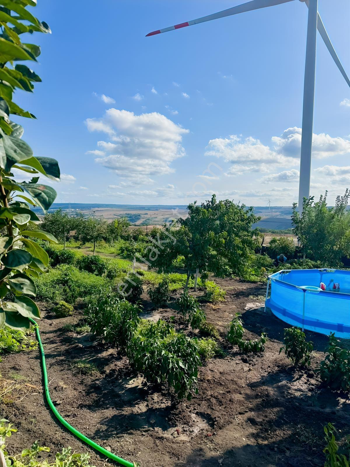 Silivri De Herşeyi İle Hazır Bag Ve Herçeşit Meyve Agacı — fotoğraf 26